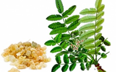 Boswellia (nhũ hương) thành phần cực kỳ hữu ích để làm đẹp