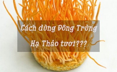 Cách Dùng Đông Trùng Hạ Thảo Tươi