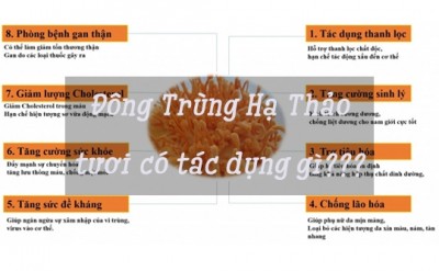 Đông Trùng Hạ Thảo Tươi Có Tác Dụng Gì