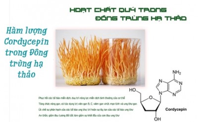 Hàm Lượng Cordycepin Trong Đông Trùng Hạ Thảo