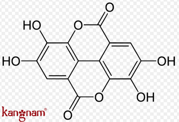 Thành phần của viên uống chống nắng Murad