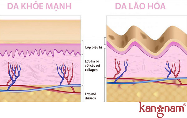 an-gi-de-bo-sung-collagen-cho-dep-da