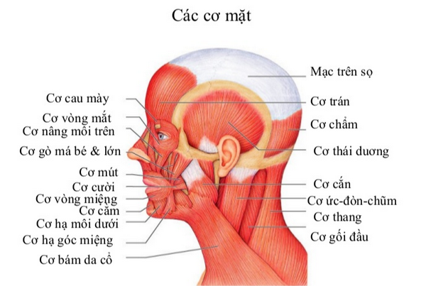 Các cơ trên gương mặt