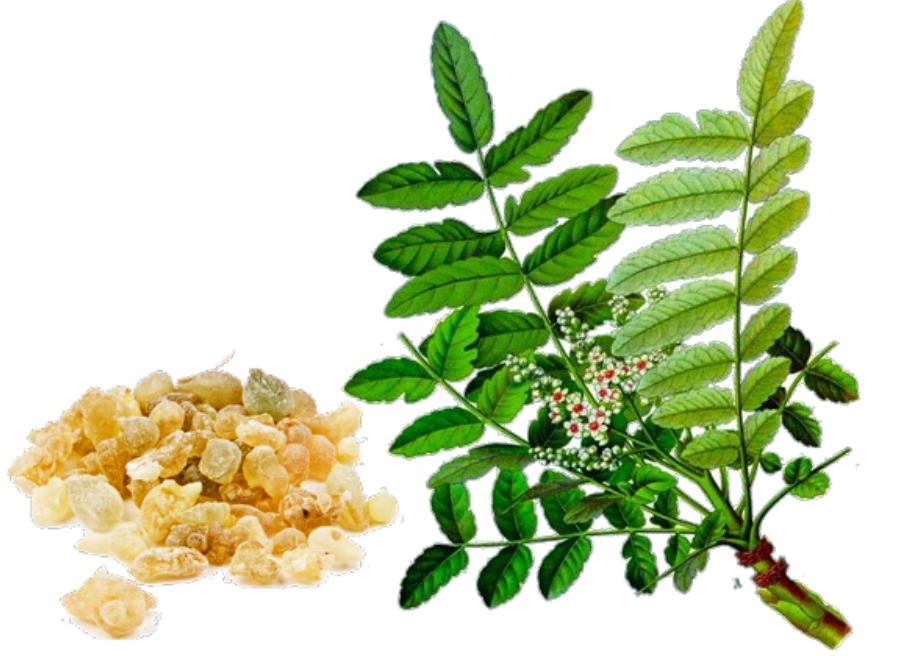 boswellia nhũ hương là gì