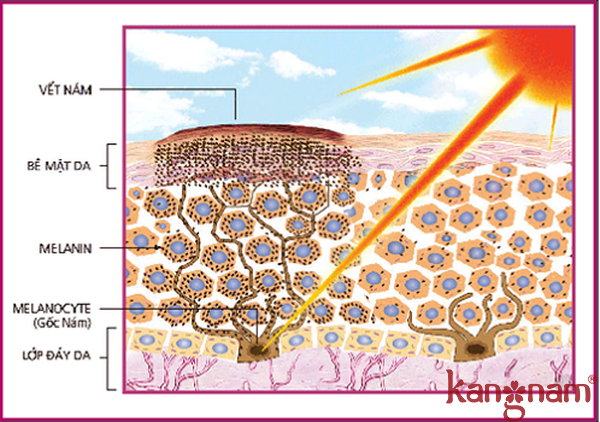 cơ-chế-hoạt-động-sắc-tố-melanin