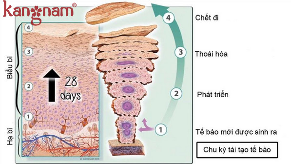 tinh chất căng mọng Murad có công dụng thế nào