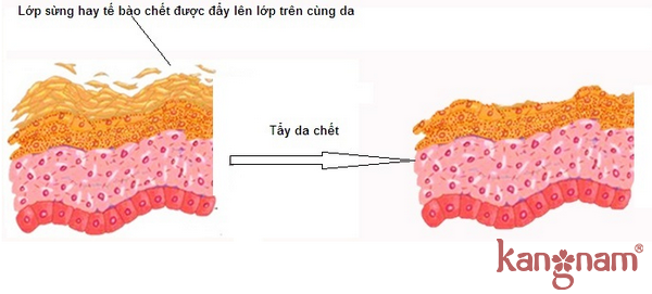 cách tẩy tế bào chết cho da mặt tại nhà