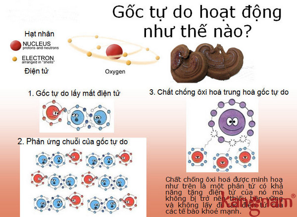 Chăm sóc da từ bên trong Murad