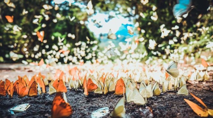Sống ảo với những cánh bướm tuyệt đẹp trong chuyến du lịch tháng Tư tại Ninh Bình nào