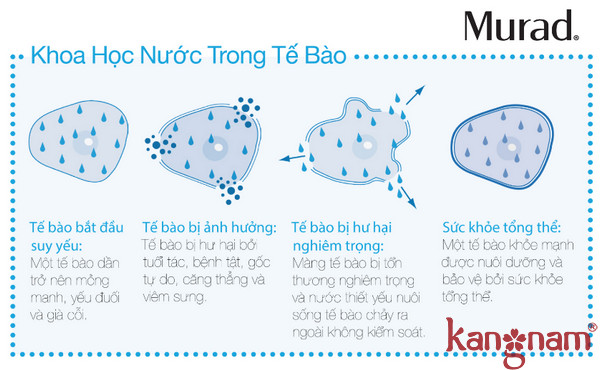 Khoa học nước trong tế bào