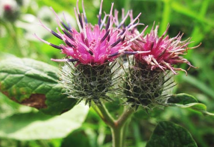 Burdock trong kem trị mụn