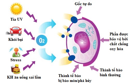 Ngạc nhiên với top 9 chất chống oxy hóa giúp ngăn ngừa lão hóa da 